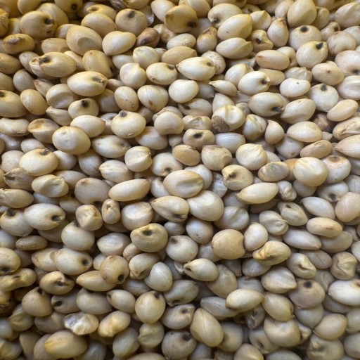 Organic Soyabean
